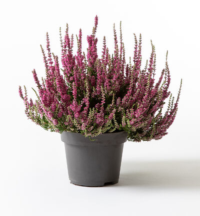 Rosa Calluna lyng Rosa Calluna lyng